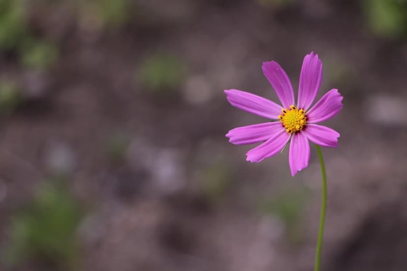 Pink cosmos flower with a bright yellow center stands out against a blurred green and brown garden background.