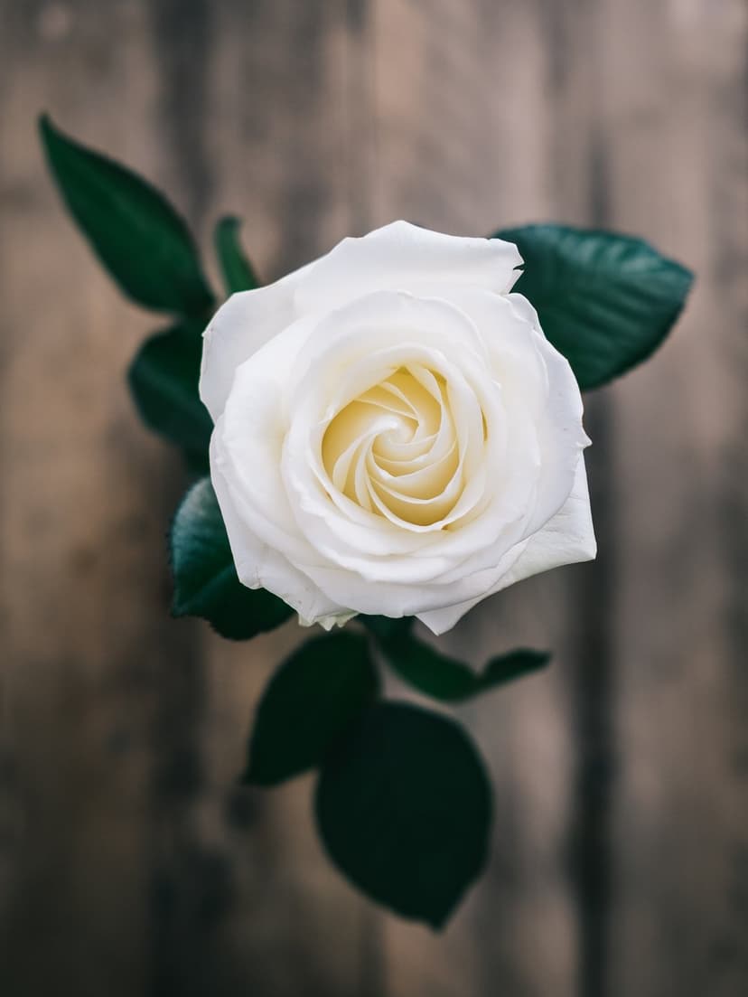 White rose with soft spiral petals and green leaves lies on a dark brown textured rustic wooden board.