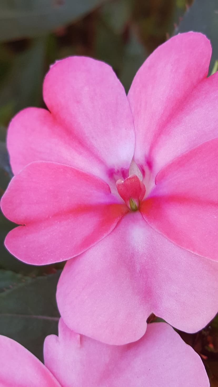 Pink impatiens petals with visible veins and soft bokeh background in a vertical close-up photograph.