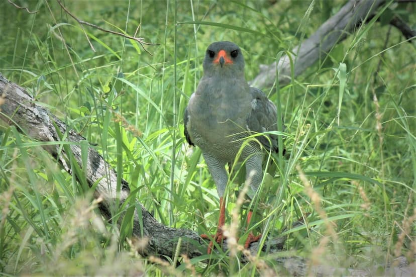 African Harrier-Hawk with grey feathers and orange legs stands on a branch surrounded by lush green savanna grass.