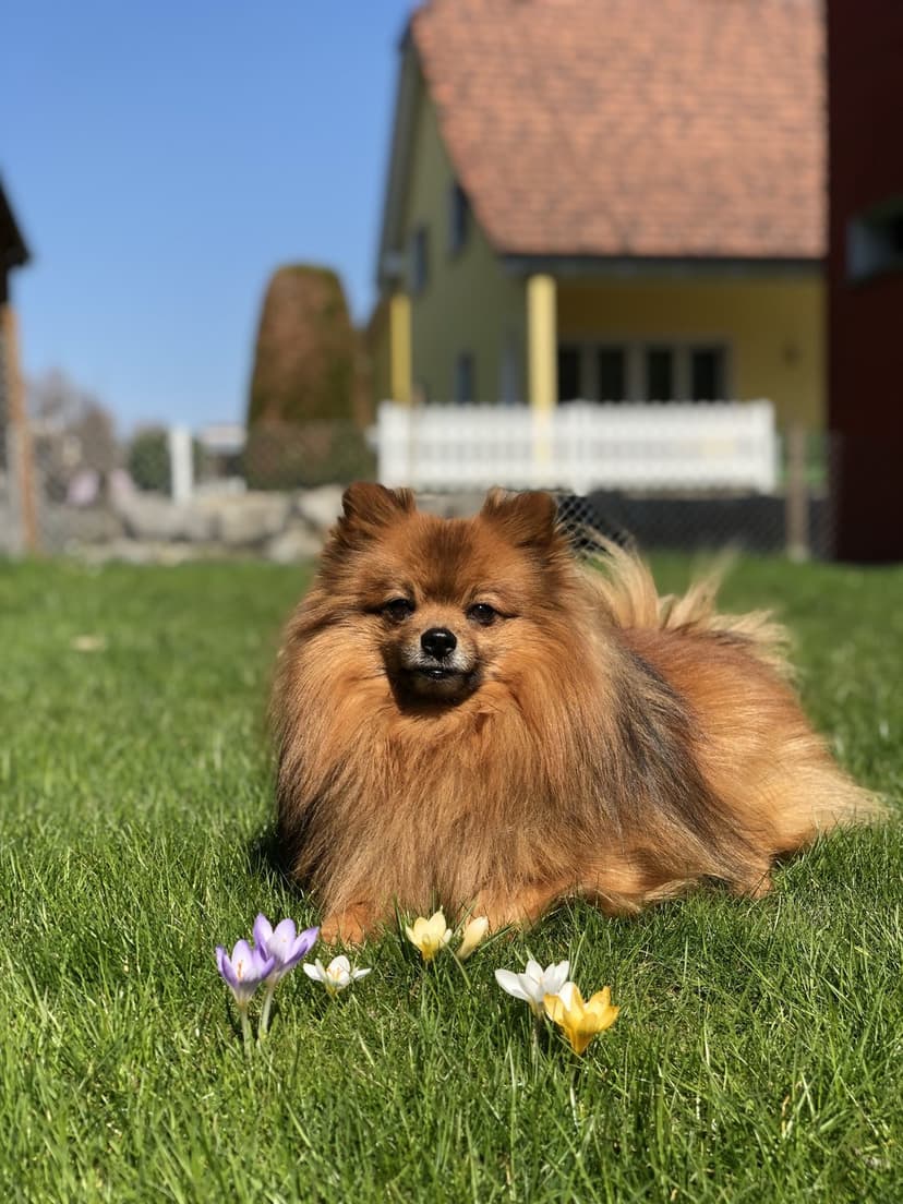 Pomeranian dog lies on green grass surrounded by purple crocuses under a clear blue sky in a sunny garden.