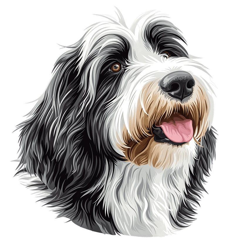 Bearded Collie dog portrait illustration showing shaggy black white tan fur and brown eyes on black background.