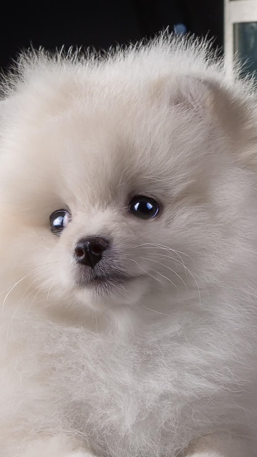 White Pomeranian puppy with fluffy fur and large dark eyes looks sideways against a blurred dark background.