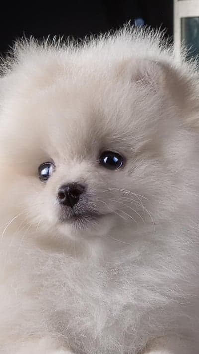Fluffy Gaze - Pomeranian Puppy