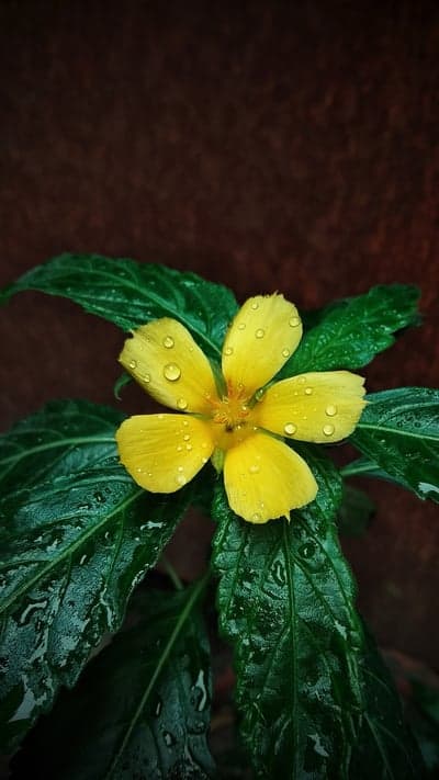 Radiant Yellow Petals with Dew Drops Mobile Background