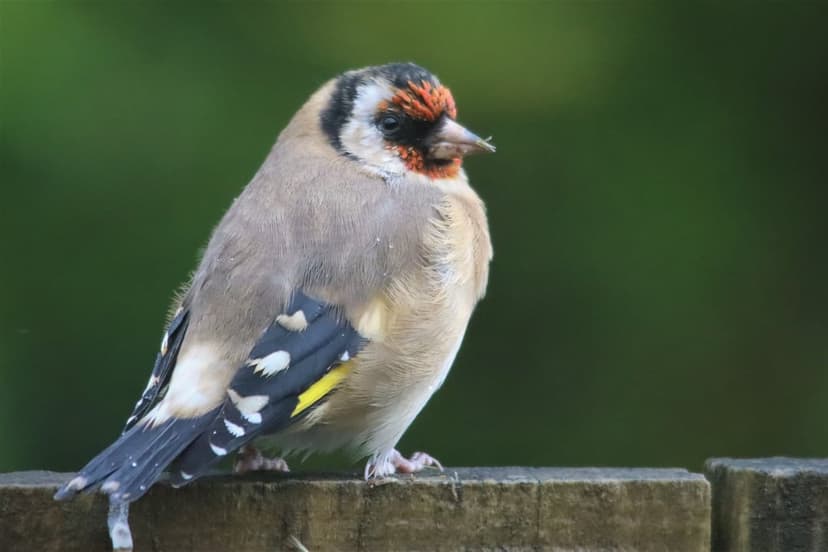 European Goldfinch with red face and yellow wing feathers sits on a grey wooden fence against green bokeh.
