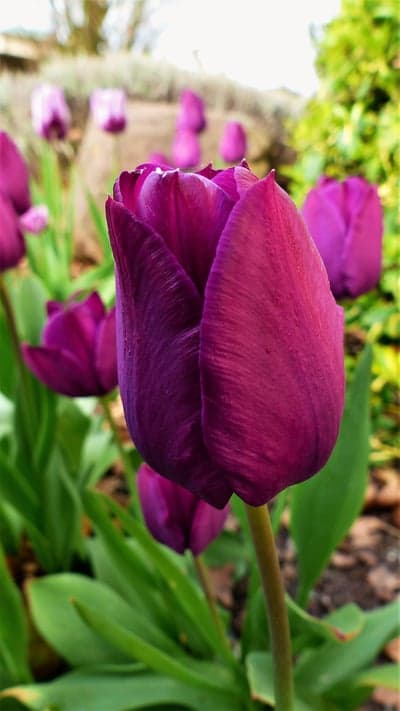 Deep Violet Spring Tulip Close-Up Smartphone Wallpaper