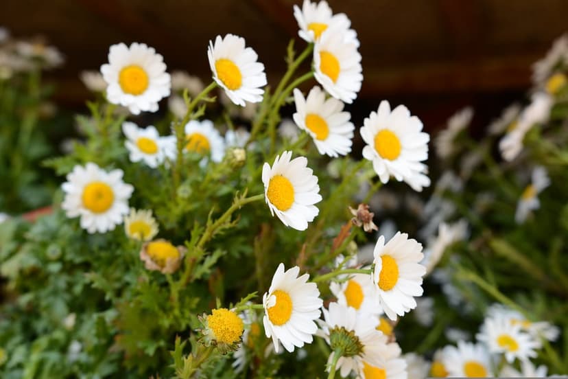White daisy flowers with bright yellow centers and soft green leaves in a detailed macro botanical close-up.