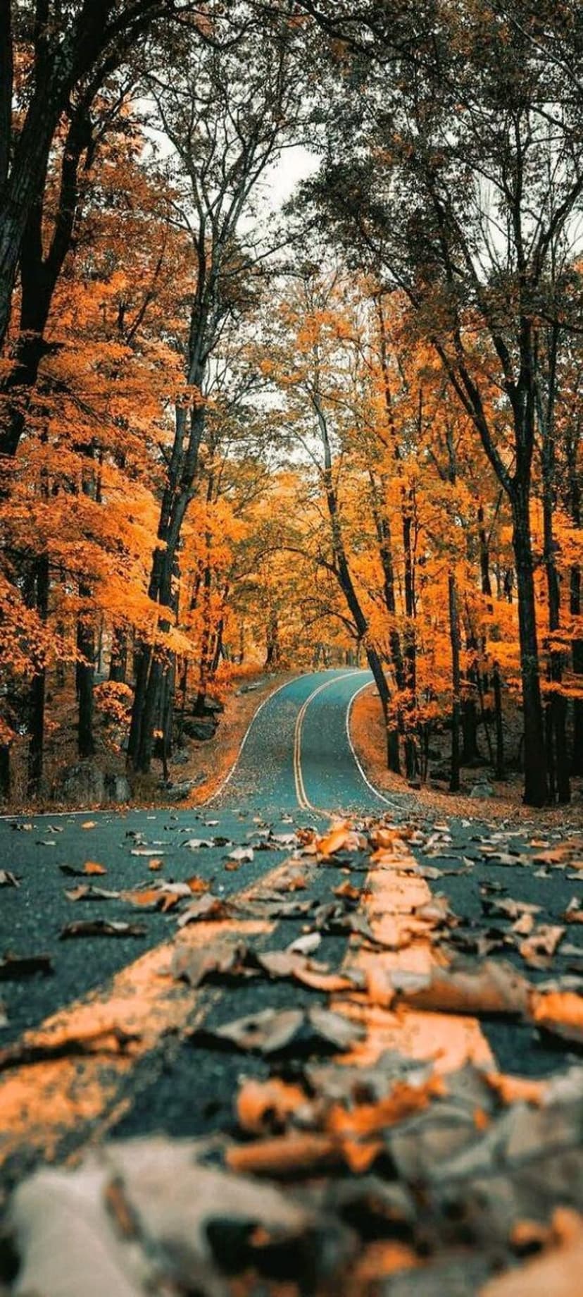Winding asphalt road curves through a dense forest of vibrant yellow and orange autumn trees with fallen leaves.