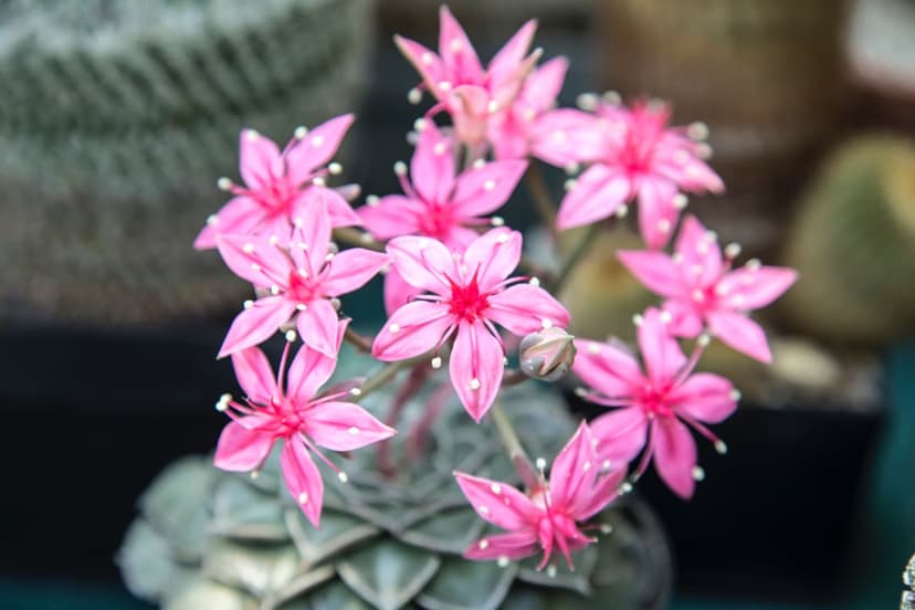 Pink succulent flowers with five pointed petals and white centers bloom in a soft-focus garden setting.