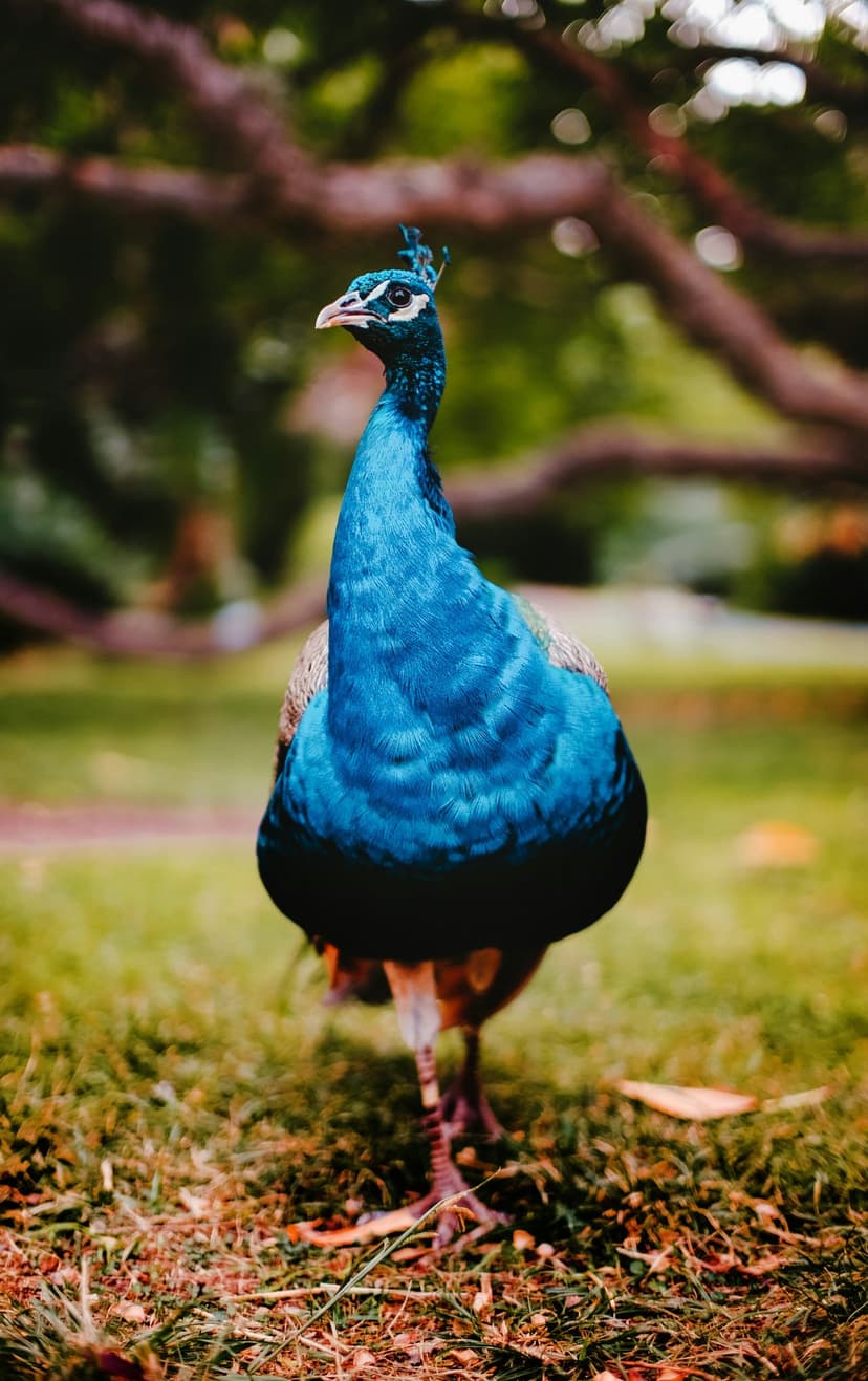 Blue and green peacock stands on a sunlit lawn with its long feathers trailing behind against a blurred garden.