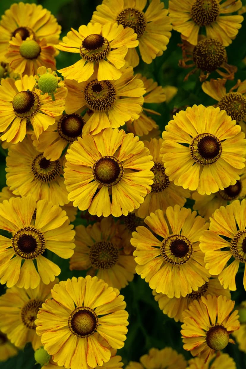 Yellow Helenium flowers with dark brown centers and serrated petals against a blurred green leaf background.