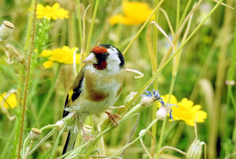 European Goldfinch with a red face perches on a thin stem among yellow wildflowers in a blurry green meadow.