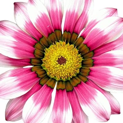 Pink Gazania Flower Macro Vertical Portrait Background