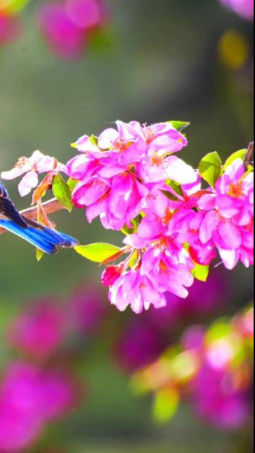 Blue bird perched on a branch of blooming pink flowers with a soft, blurred green and pink background.