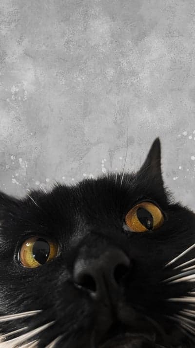 Black cat with bright yellow eyes peeking over a grey background