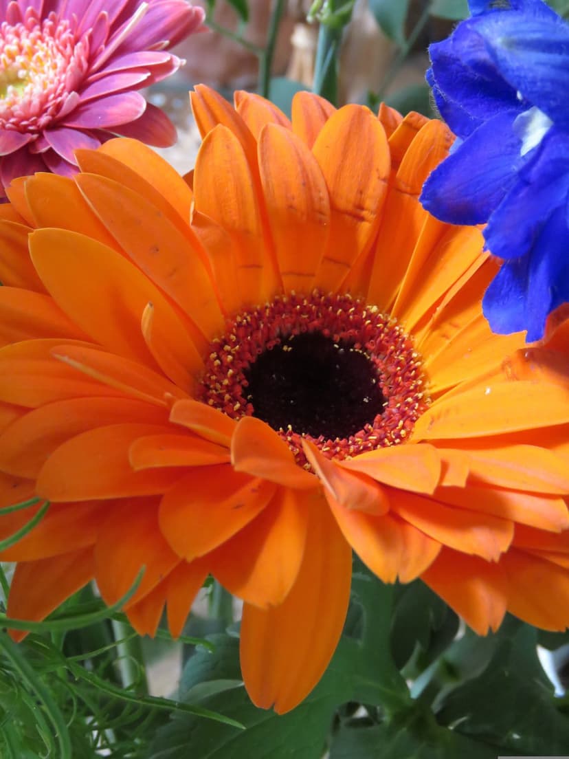 Orange Gerbera daisy with detailed petals positioned in front of blue delphinium stalks and pink flowers.