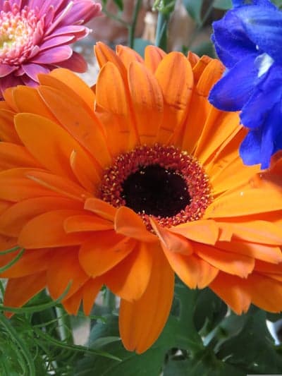 Orange Gerbera Daisy and Blue Delphinium Phone Wallpaper