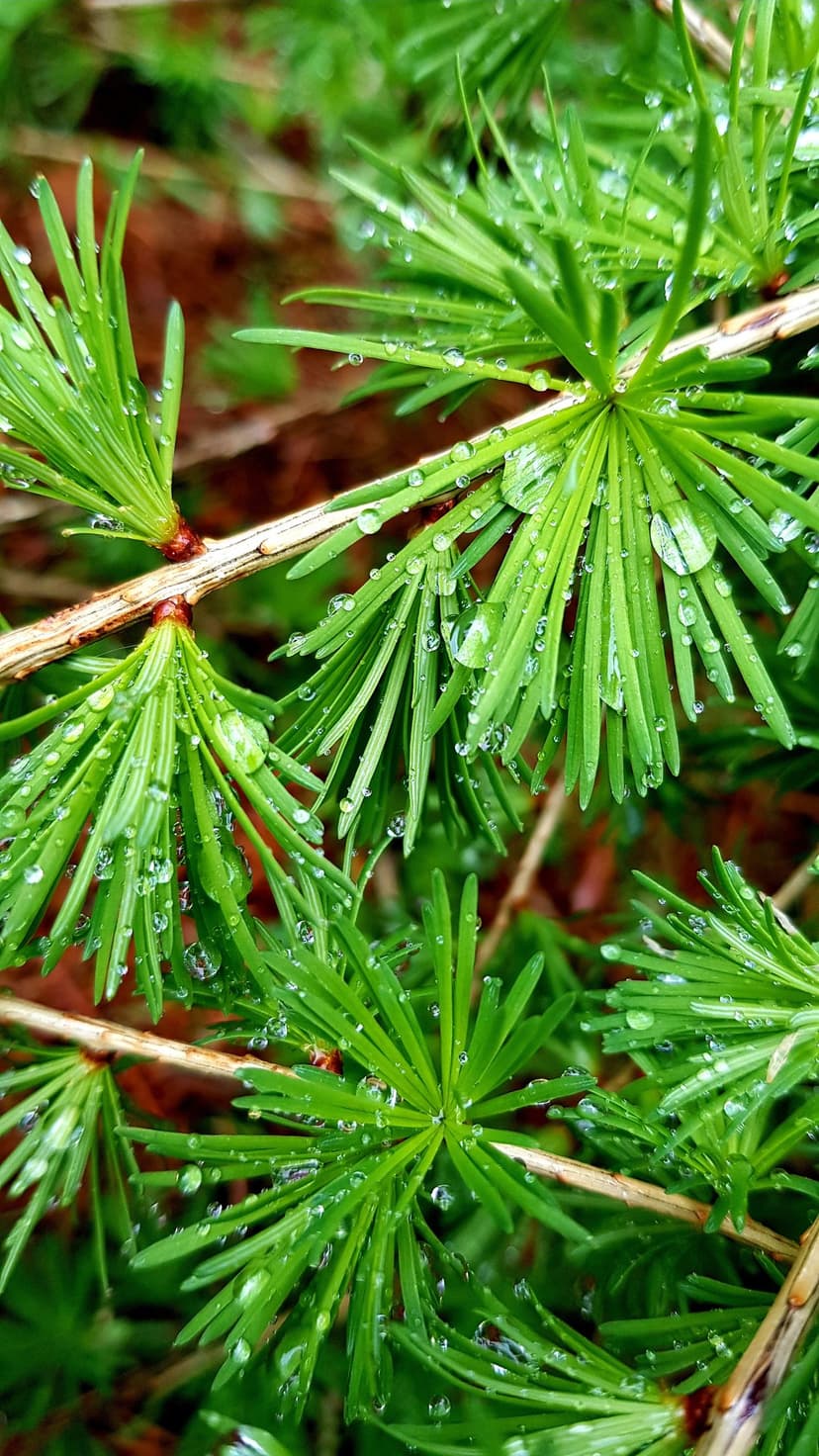 Green larch needles covered in clear water droplets with a blurred forest background in a vertical shot.