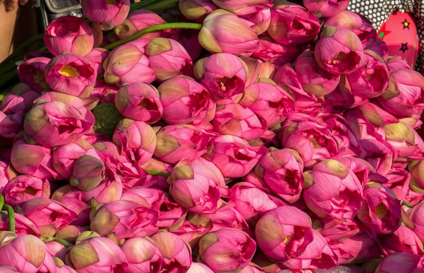 Pink lotus flower buds piled together with visible petal textures and green stems in soft natural light.