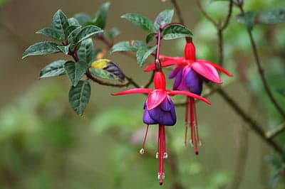 Hanging Fuchsia Flowers Botanical Tablet Wallpaper