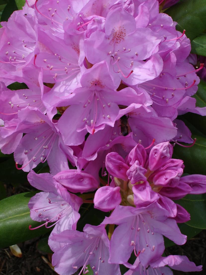 Pink rhododendron flowers with visible stamens are visited by a honeybee in mid-flight against green leaves.