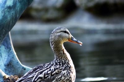 Mallard Duck Macro Feather Portrait Phone Wallpaper