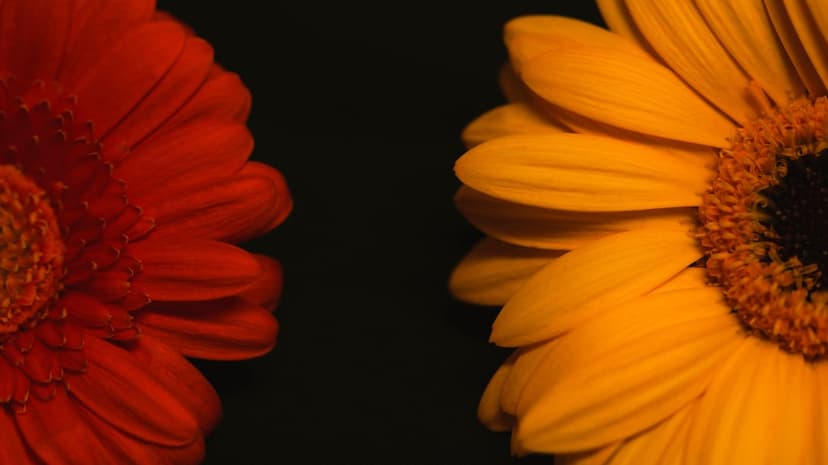 Red and yellow gerbera daisies with detailed petals centered on a solid black background in a vertical layout.