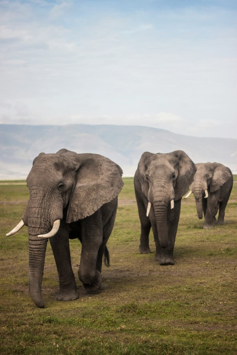 Three elephants walk through tall yellow grass with hazy blue mountains and a cloudy sky in the background.