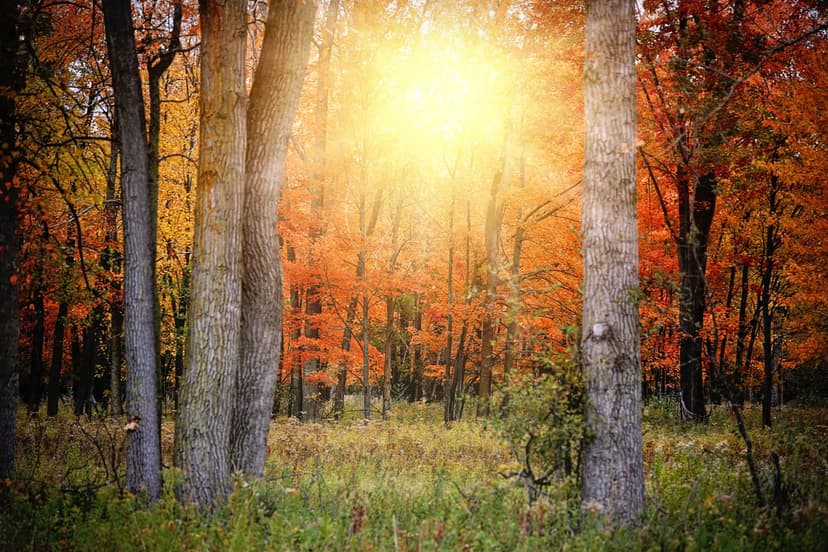 Tall trees with orange autumn leaves filter bright sunbeams in a peaceful and tranquil forest landscape.
