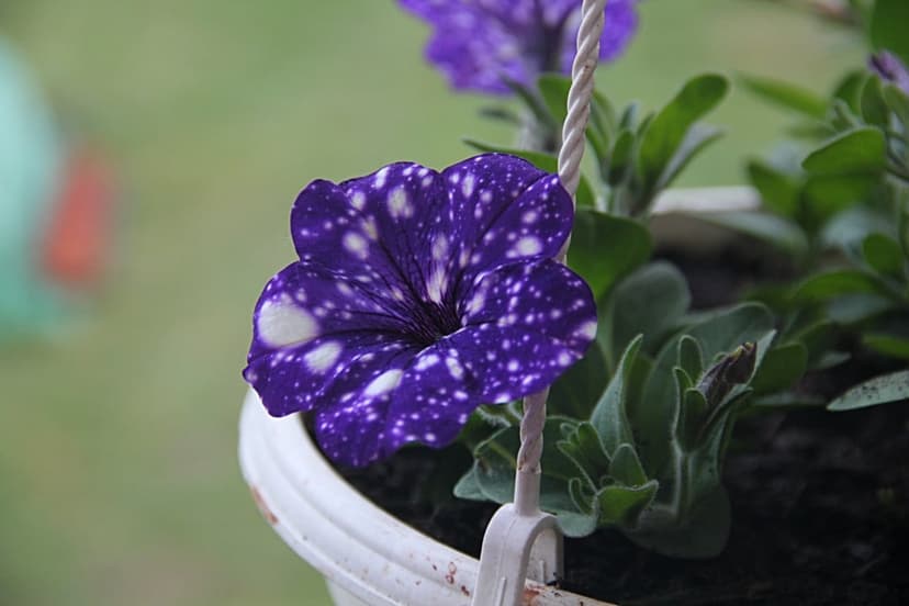 Purple petunia with white galaxy speckles blooms in a hanging basket against a soft green blurred background.