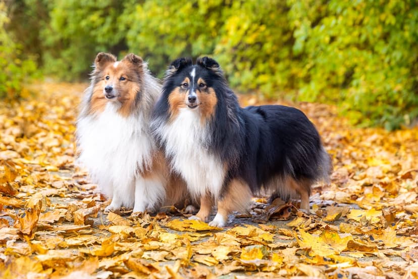 Two Shetland Sheepdogs, one sable and one tri-color, sit together on a path covered in orange autumn leaves.