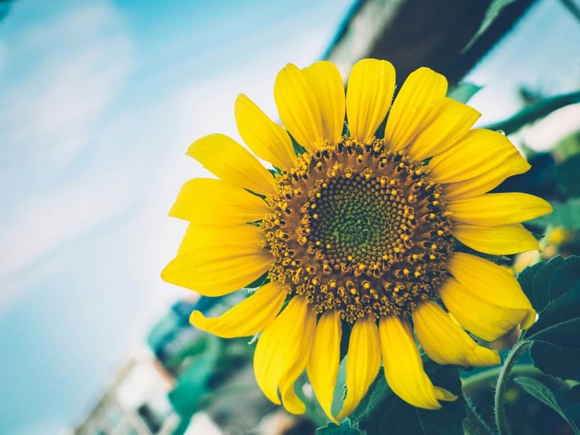 Yellow sunflower with a detailed seed center stands against a soft blue sky with thin white clouds and green leaves.