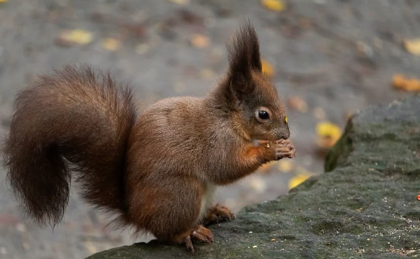 Red squirrel with a bushy tail sits on a mossy rock holding a nut against a blurred autumn forest background.