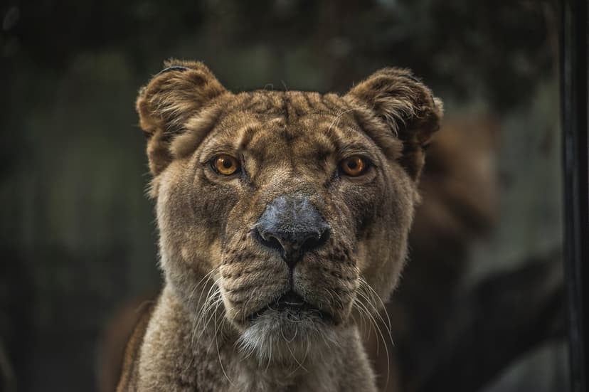 Lioness with intense amber eyes and detailed fur textures stares forward against a blurred background.