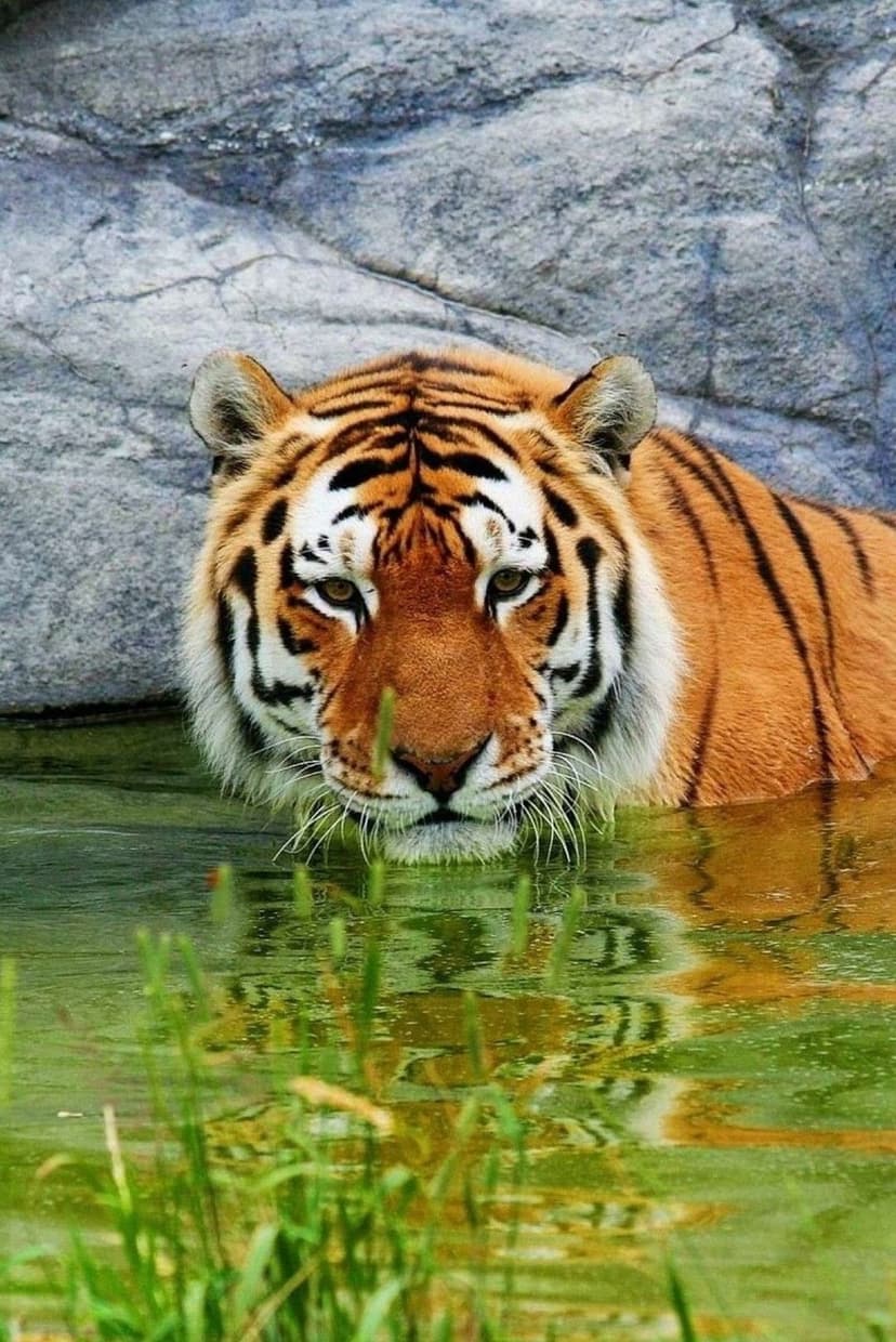 Tiger with orange and black stripes partially submerged in green water against a textured gray rock backdrop.