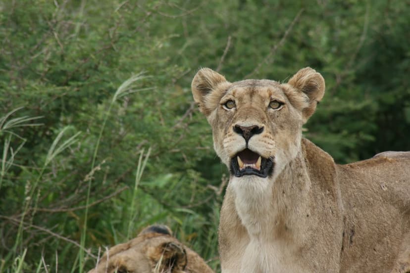 Lioness with an open mouth peers through tall green grass in the savannah with a blurred lion in the foreground.