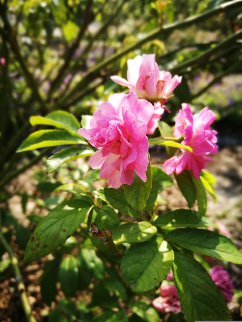 Pink double roses with layered petals bask in warm sunlight against a soft-focus background of green leaves.