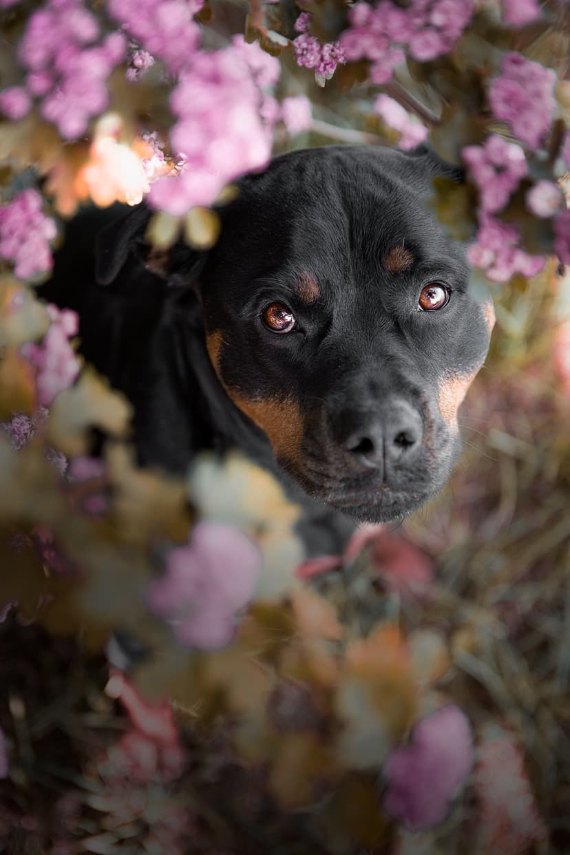 Rottweiler dog with brown eyes peeking through soft pink and peach flowers with a blurred garden background.