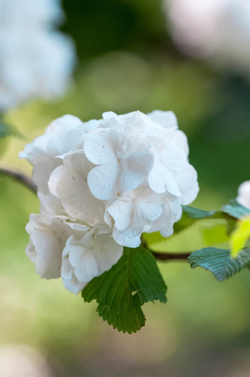White snowball viburnum flowers with serrated green leaves against a blurry green and white bokeh background.