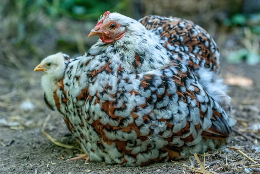 Speckled hen sits on the ground sheltering a small yellow chick against a blurred green garden background.