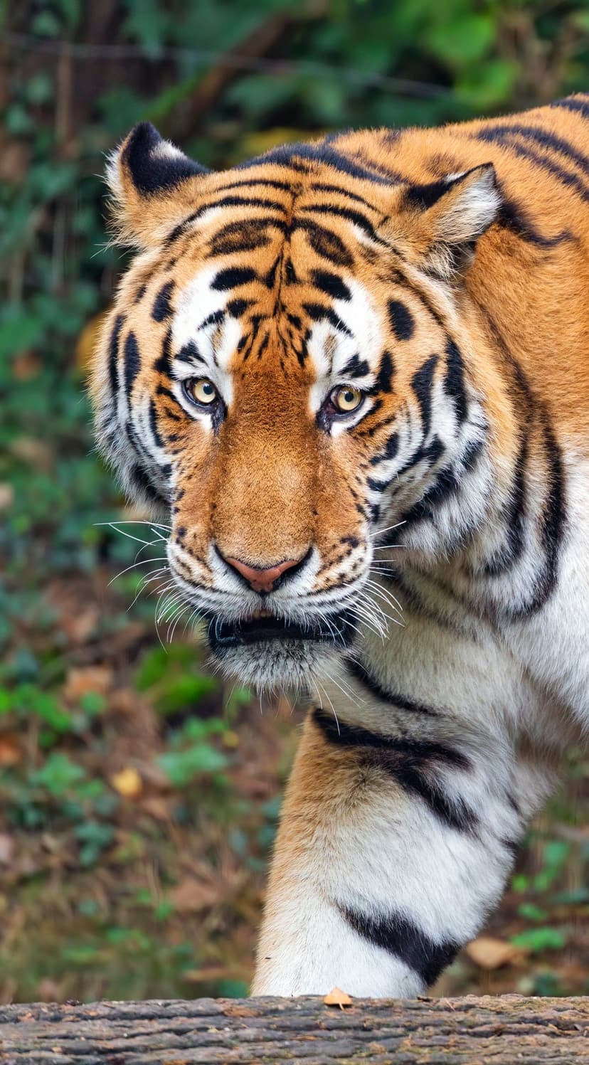 Bengal tiger face with orange fur and black stripes stares forward against a blurred green forest background.