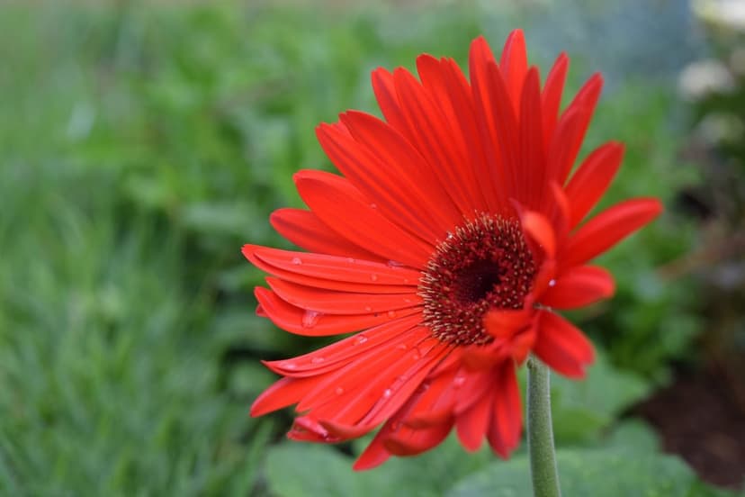Red gerbera daisy with translucent water droplets on scarlet petals against a soft-focus green garden background.