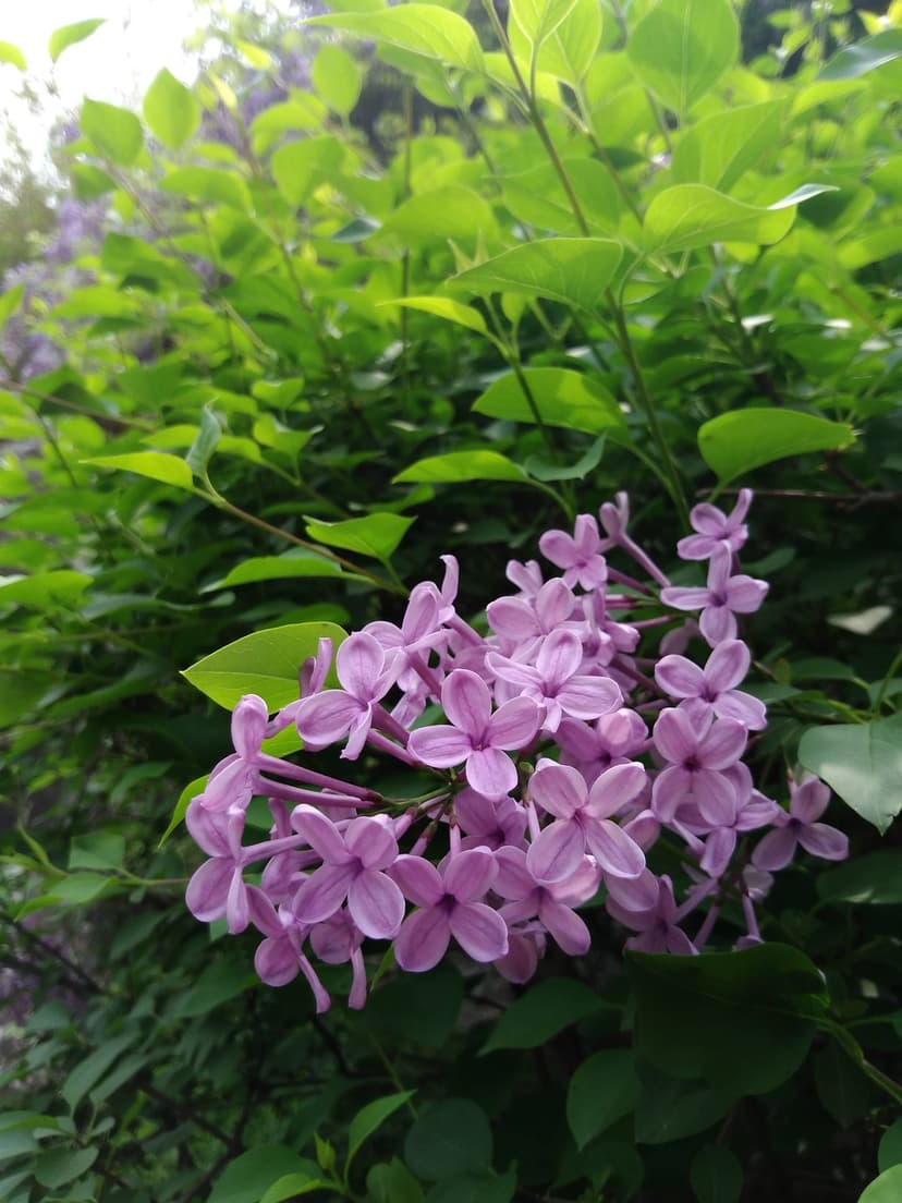 Purple lilac blossoms with five petals cluster on a green bush under bright sunlight in a vertical close-up.