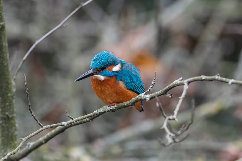Common kingfisher with blue and orange feathers perches on a thin branch against a soft green blurred background.