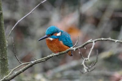 Majestic Blue Kingfisher Portrait Phone Wallpaper