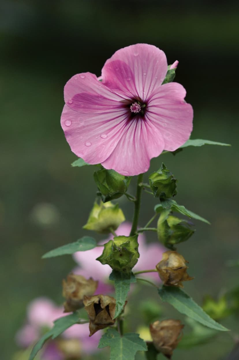 Pink Lavatera petals with water droplets and a purple center against a blurred dark green garden background.
