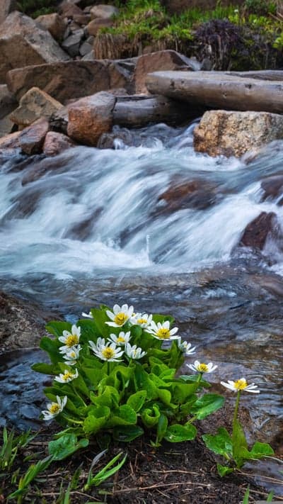 Wildflowers bloom by a flowing mountain stream