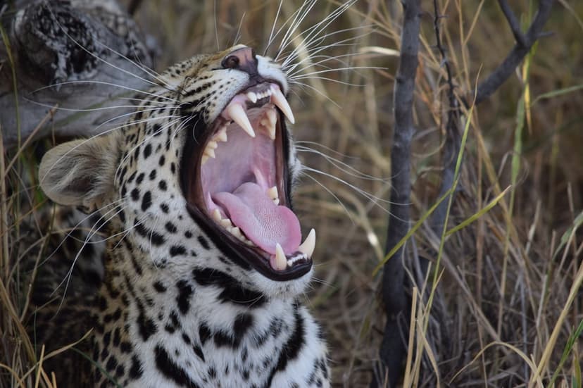 Leopard yawning with its mouth wide open, revealing sharp teeth and a pink tongue in the dry African savanna.
