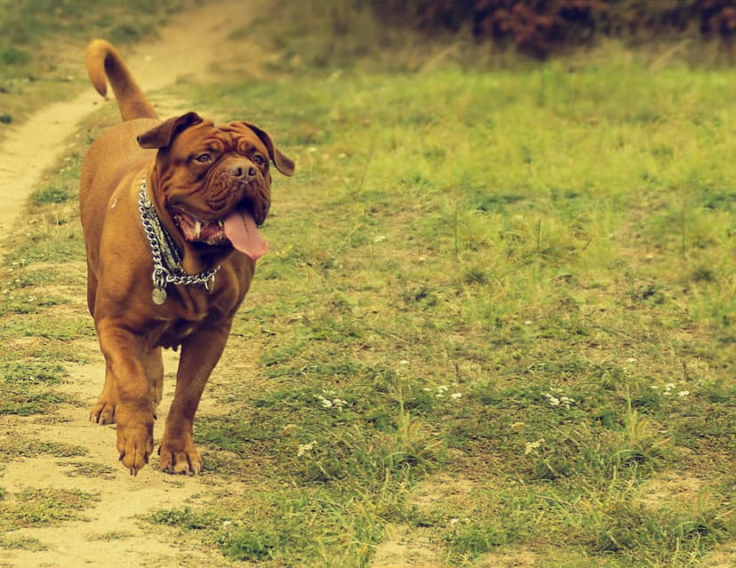 French Mastiff with a chain collar runs along a dirt path through a green grassy field with its tongue out.
